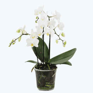 Table Dance Weiß mit weißen Blüten und 3 Rispen