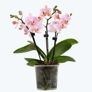 Table Dance Pia mit hellrosafarbenen Blüten und 3 Rispen