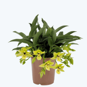 Promenaea Sunlight mit grünen Blüten