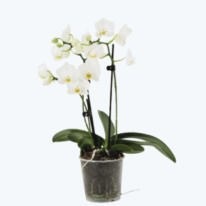 Table Dance Weiß mit weißen Blüten und 2 Rispen