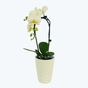 Table Dance Wasserfall Weiß mit weißen Blüten und 1 Rispe inkl. Keramik