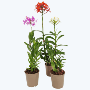 Epidendrum Nordic Fire Dauerblüher im 3er Set mit 1+ Rispen