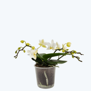 Bonsaiorchidee Nazare mit weißen Blüten und 3+ Rispen