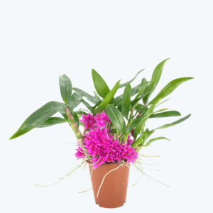 Dendrobium Hibiki mit pinken Blüten