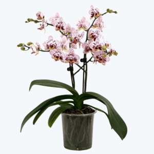 Phalaenopsis Hybride Patchwork Kingdom mit weiß-violett-gefleckten Blüten und 2 Rispen
