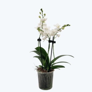 Table Dance Testsorte mit weiß-rosa gesprenkelten Blüten und 3 Rispen