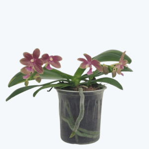 Bonsaiorchidee botanic mit gelb-roten Blüten und 2 Rispen