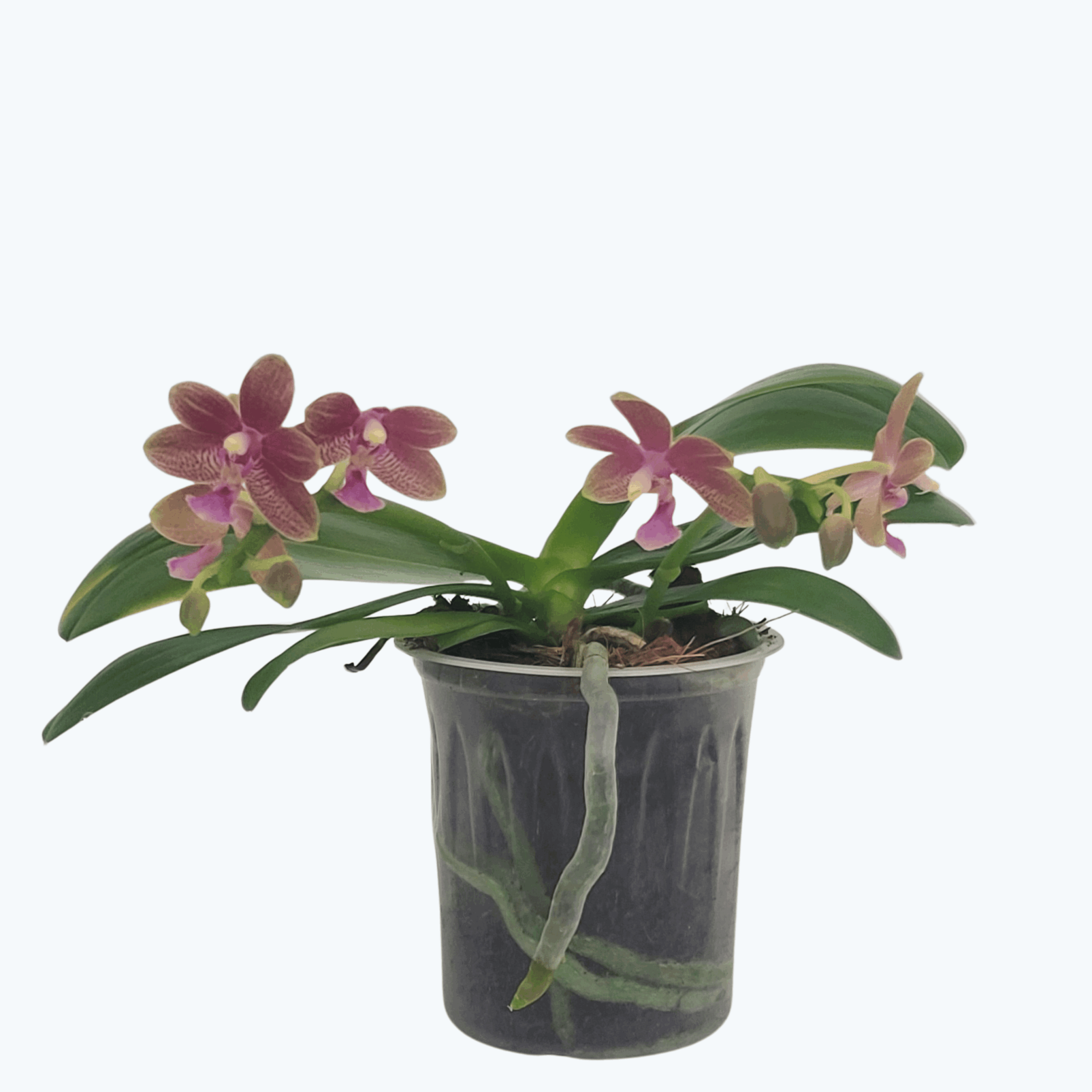 Bonsaiorchidee botanic mit gelb-roten Blüten und 2 Rispen