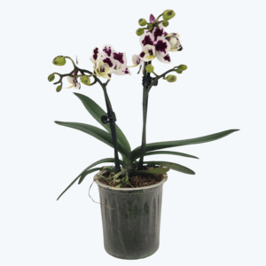 Table Dance Corazon mit weiß-lila gesprenkelten Blüten und 2 Rispen