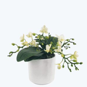 Bonsaiorchidee Nazare mit weißen Blüten und 4+ Rispen inkl. Keramik