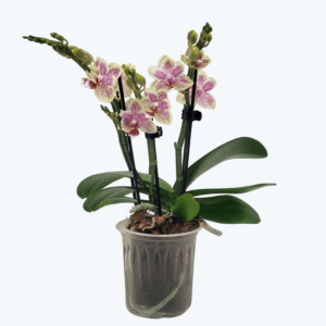 Table Dance Sofia mit zarten cremefarbenen Blüten und 3 Rispen