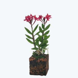 Epidendrum Nordic Fire Dauerblüher mit magentafarbenen Blüten und 2 Rispen im Korkquader