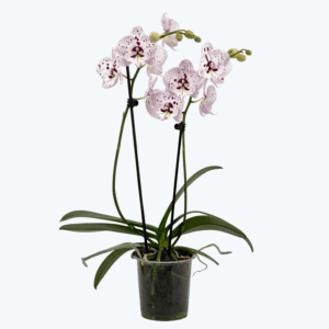 Phalaenopsis Expressions mit weiß-rosa gefleckten Blüten und 2 Rispen