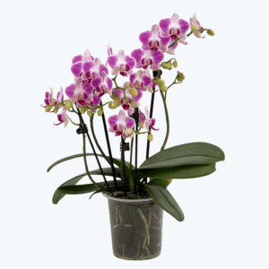 Phalaenopsis Goodtimes mit rosa-weißen Blüten und 3 Rispen