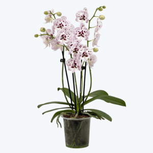 Phalaenopsis Expressions mit weiß-rosa gefleckten Blüten und 3 Rispen