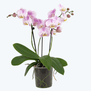 Phalaenopsis Angel Eyes mit zartrosa Blüten und 3 Rispen