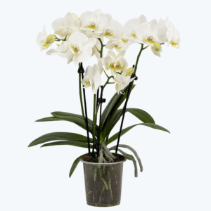 Phalaenopsis Inverness mit weißen Blüten und 3 Rispen