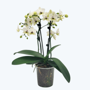 Phalaenopsis White Coco mit weißen Blüten und 3 Rispen