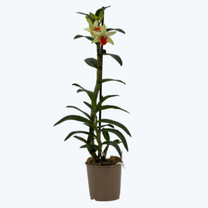 Dendrobium Frosty Dawn mit grün-weißen Blüten und oranger Lippe