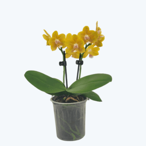 Duftorchidee Table Dance Citrin-Gelb mit gelb-gepunkteten Blüten und 2 Rispen