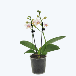 Duftorchidee Table Dance Martina mit hellgelben Blüten und 2 Rispen