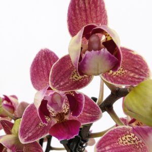 Pelorische Orchidee Table Dance Chamonix mit weinroten Blüten und 2+ Rispen