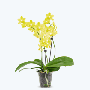 Table Dance La Paz mit gelben Blüten und 2 Rispen