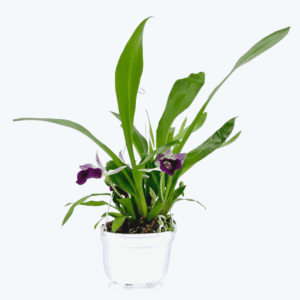 Cochleanthes im Ampeltopf in versch. Farben