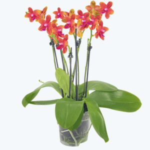 Große Two of Us Duftorchidee Bolgheri mit orangen Blüten und 5+ Rispen