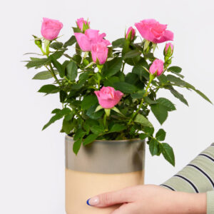 Weil Du die Beste bist