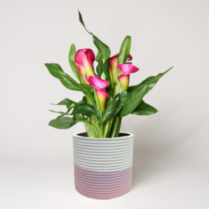 Pinke Calla im Keramiktopf
