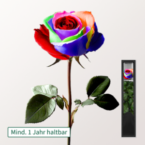 Bunte haltbare Rose mit Stiel