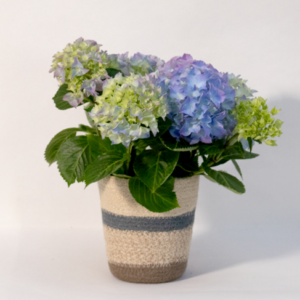 Blumenstrau&szlig; Du bist die Beste