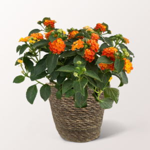 Oranges Wandelröschen