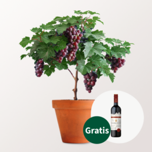 Weinrebe & Rotwein (075 l) im Set