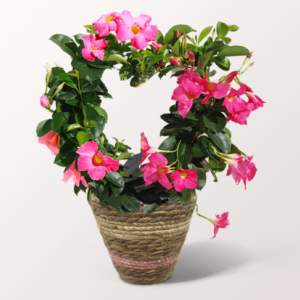 Dipladenia in Herzform