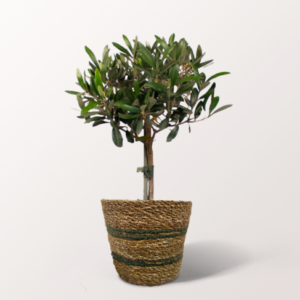 Olivenbäumchen im Seegraskorb