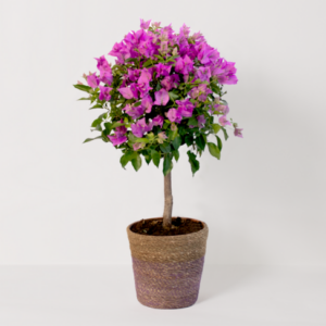 Bougainvillea