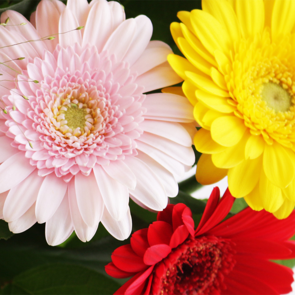 Blumenstrauß Bunte Gerbera + "Freunde sind wie eine zweite Familie" Karte – Bild 2