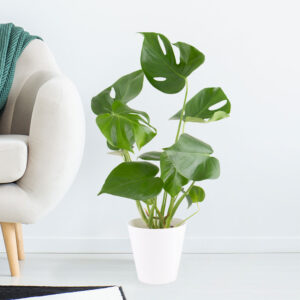 Monstera + gratis Topf | +/- 50 cm | ø 14 cm | Fensterblatt