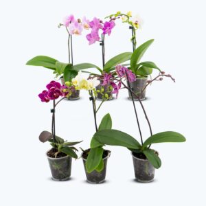 Table Dance Farbmix im 6er Set mit 1 Rispe