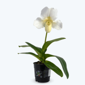 Frauenschuh Paphiopedilum White Lady mit weißen Blüten und 1 Rispe