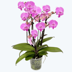 Große Two of Us Big Lip Manta Kalimantan mit pinken Blüten und 3+ Rispen