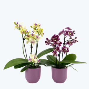 Table Dance Farbmix im 2er Set mit 3 Rispen inkl. Keramik in rosa