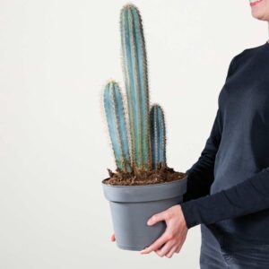 Blauer Säulenkaktus 'Pilosocereus' L
