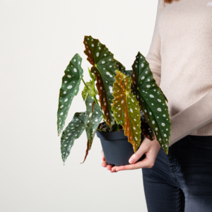 BIO Forellenbegonie 'Big Dots'