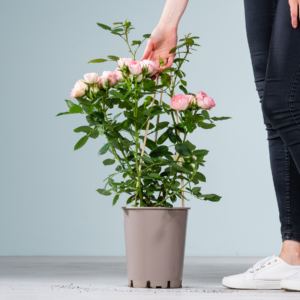 Edelrose 'Lovely Rokoko®'