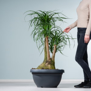 Elefantenfuß 'Beaucarnea' XXL