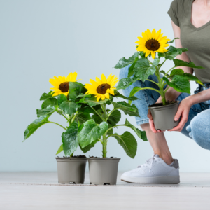Sonnenblumen - 3 Stück