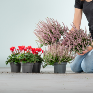 Knospenheide Rosa & Alpenveilchen Rot Mix - 6 Stück